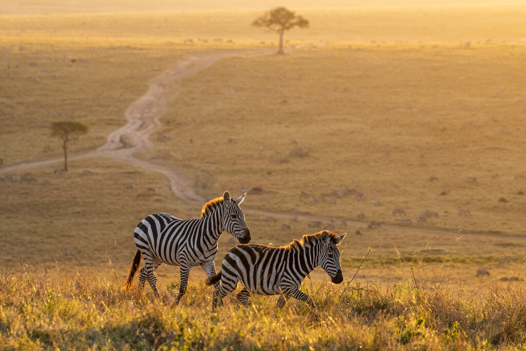 Full Day Maasai Mara Experience - Kenya Safari