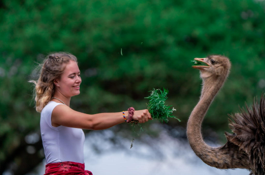 Serval Wildlife | Luxury Safari Park & Eco Resort in Tanzania