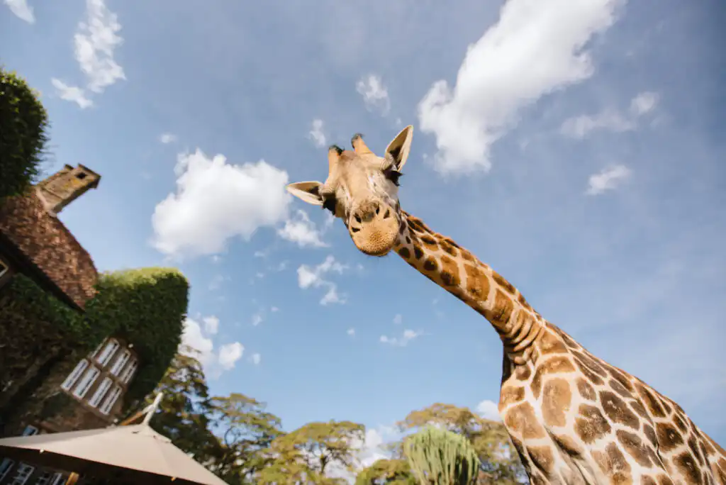 Giraffe Manor Hotel in Nairobi