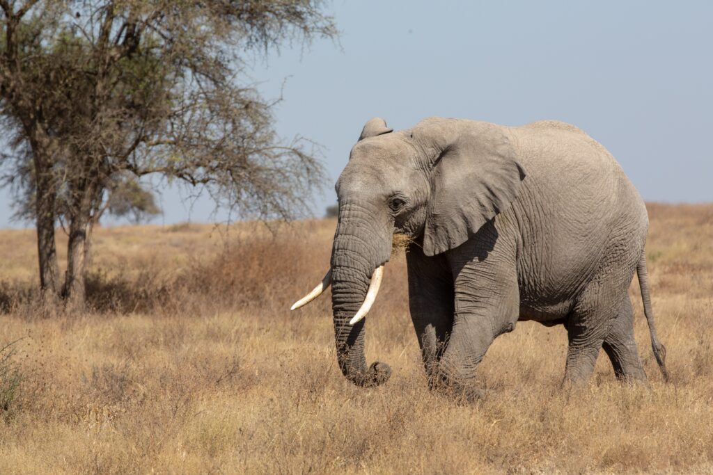 Nyerere National Park Safaris, Tours & Wildlife