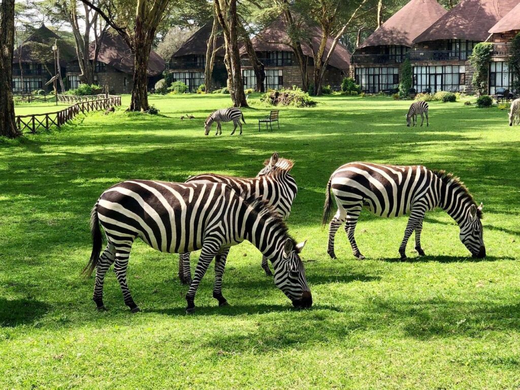 Naivasha Sopa Lodge — Stay At Lake Naivasha