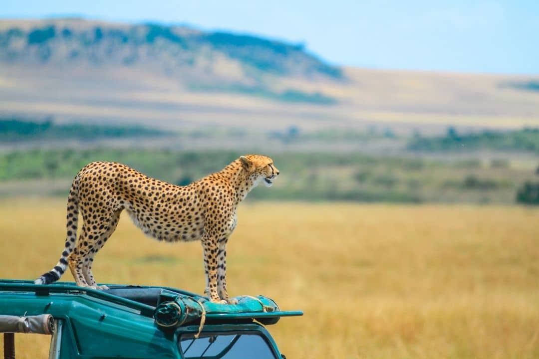 Full Day Maasai Mara Experience - Kenya Safari