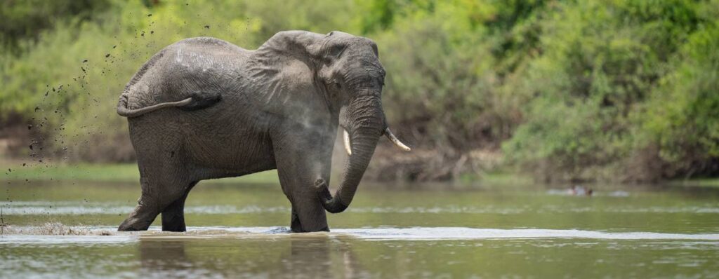 Nyerere National Park Safaris, Tours & Wildlife