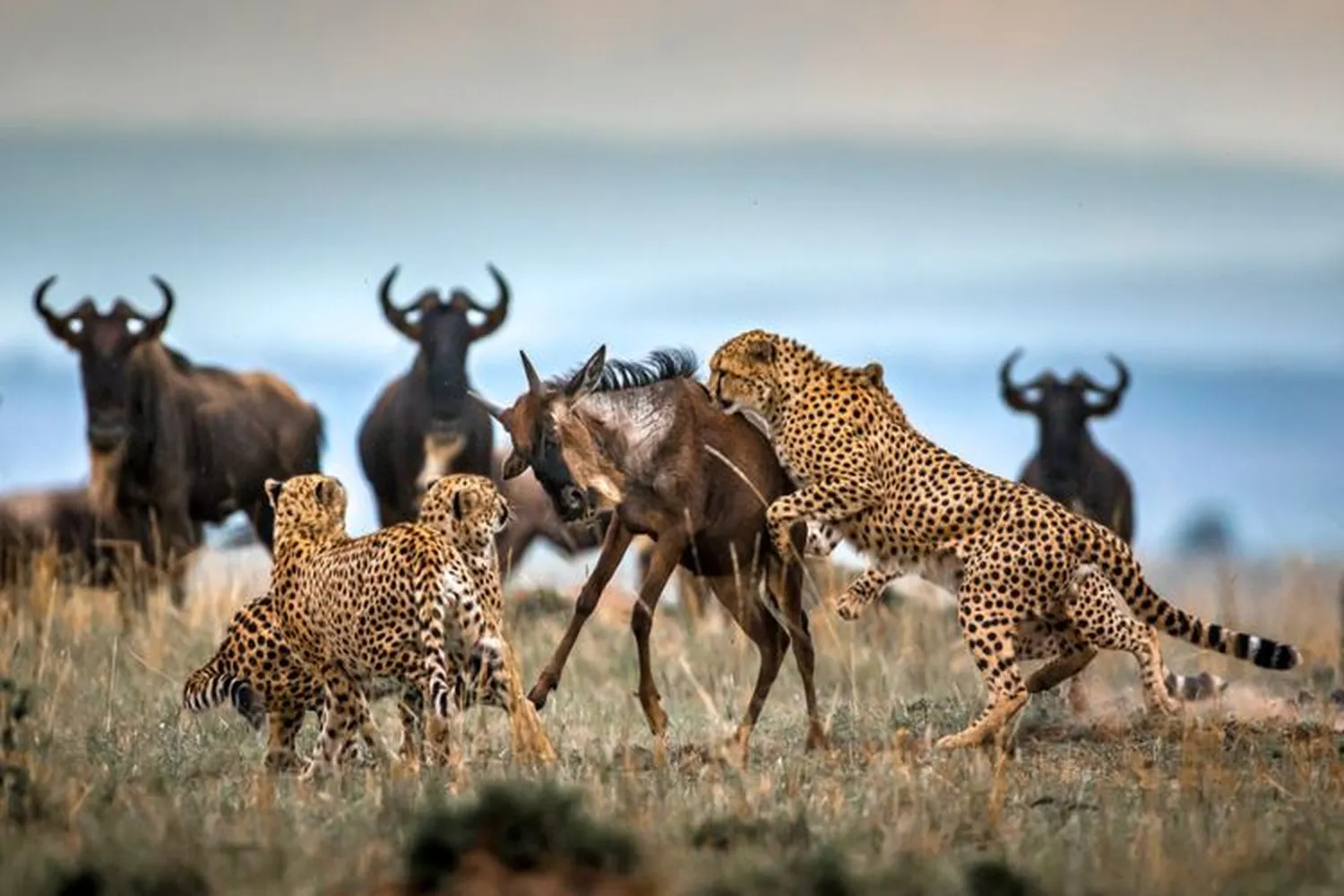 Full Day Maasai Mara Experience - Kenya Safari
