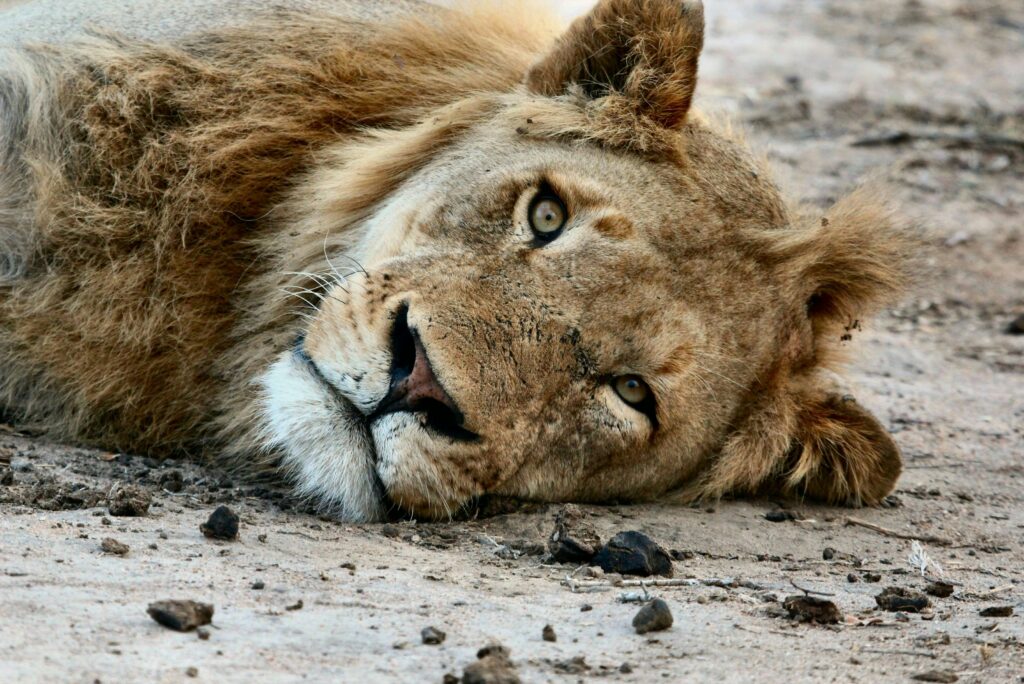 10-tägige Afrika-Safari für eine vierköpfige Familie