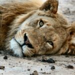 10-Day Africa Safari Experience for a Family of Four