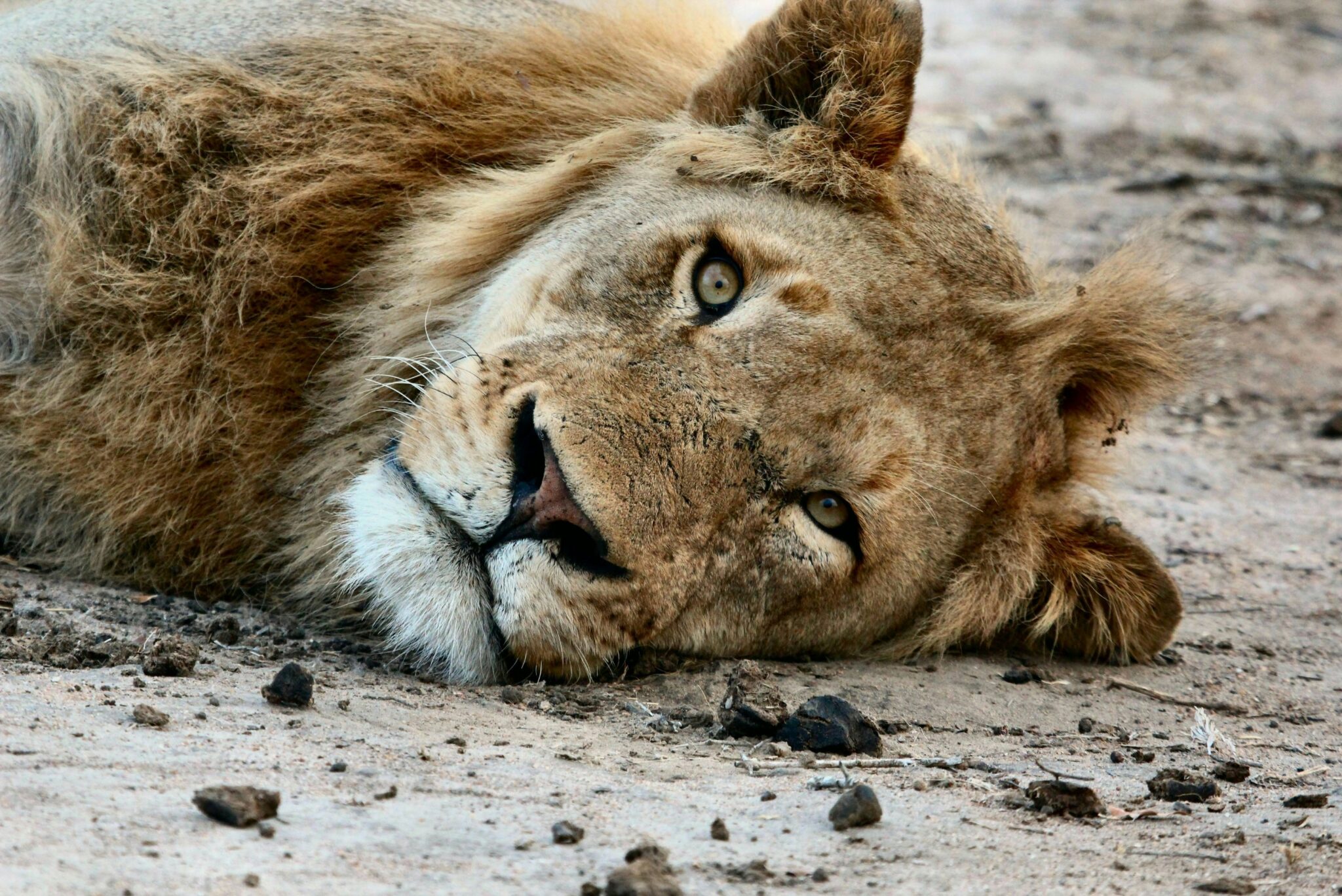10-Day Africa Safari Experience for a Family of Four