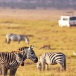 6 Day Tanzania Safari | Serengeti, Ngorongoro & Tarangire