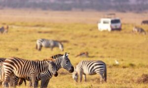 6 Day Tanzania Safari | Serengeti, Ngorongoro & Tarangire