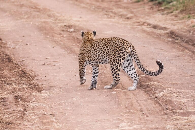 Full-Day Game Drive in Central Serengeti