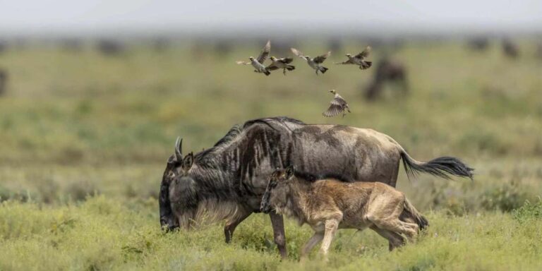 Calving Season Safari In Ndutu