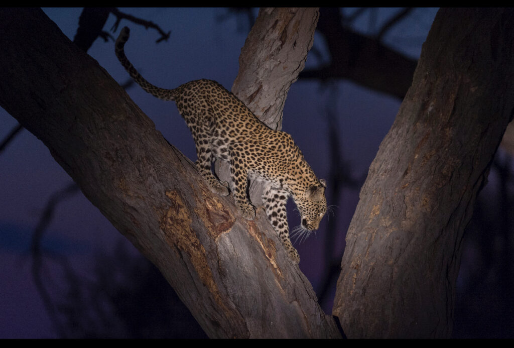 Night Game Drive In Tarangire National Park