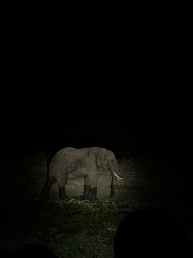 Night Game Drive In Tarangire National Park