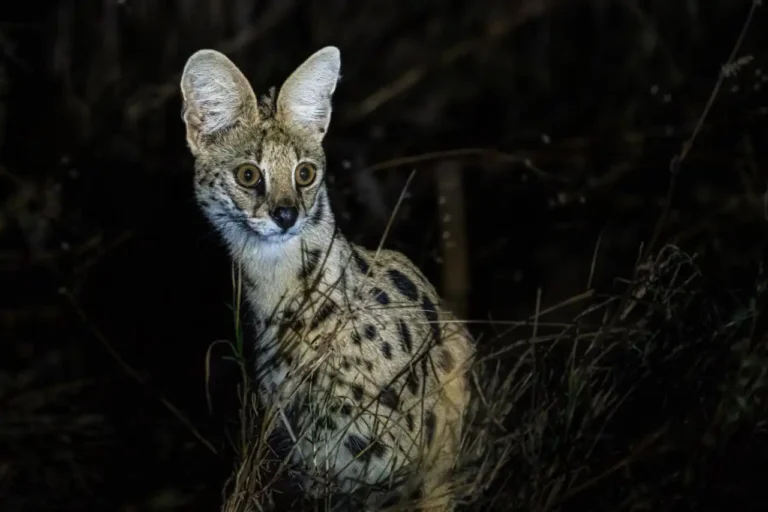 Night Game Drive In Tarangire National Park