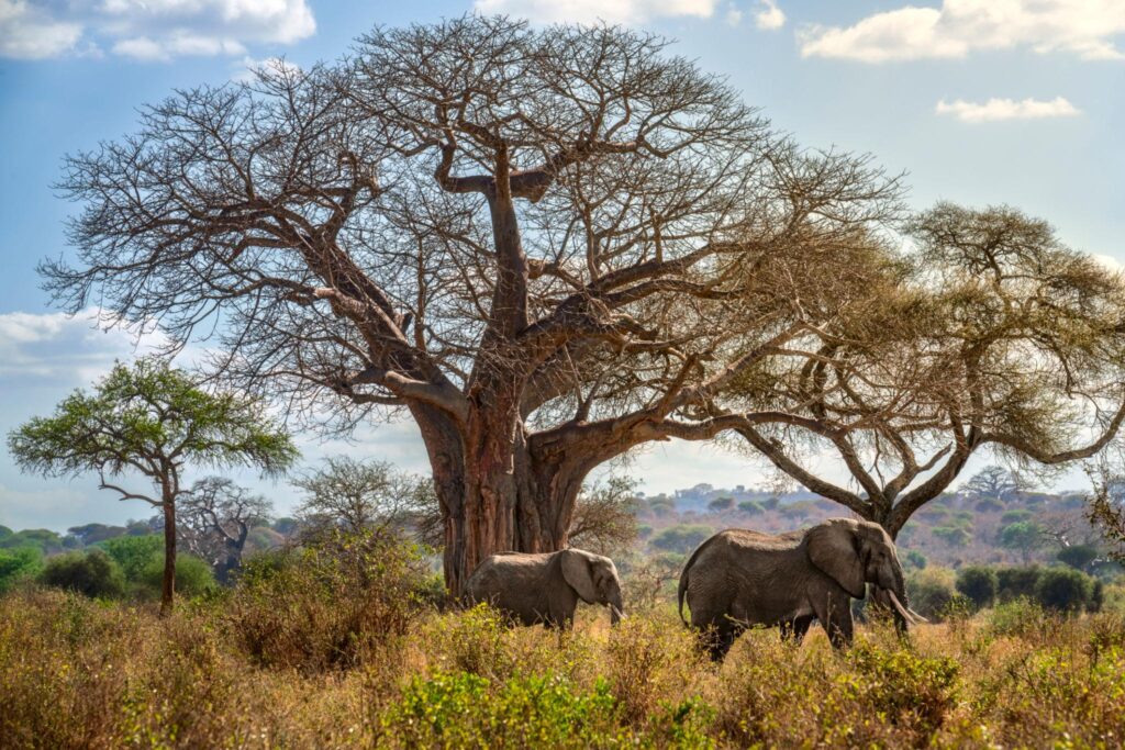 Tarangire National Park Game Drive