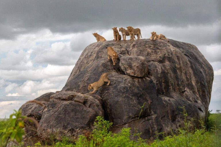 Full-Day Game Drive in Central Serengeti