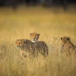 Perfect 7-Day Kenya & Tanzania Safari Itinerary & Costs