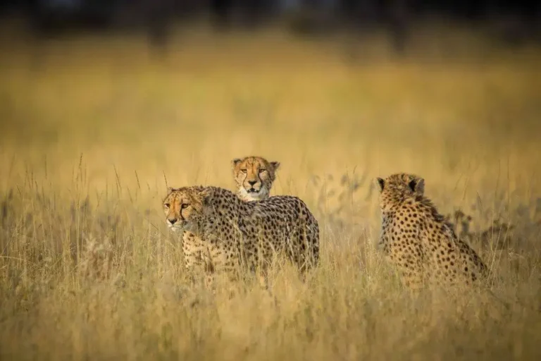 Perfect 7-Day Kenya & Tanzania Safari Itinerary & Costs