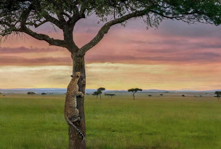 Full-Day Game Drive in Central Serengeti