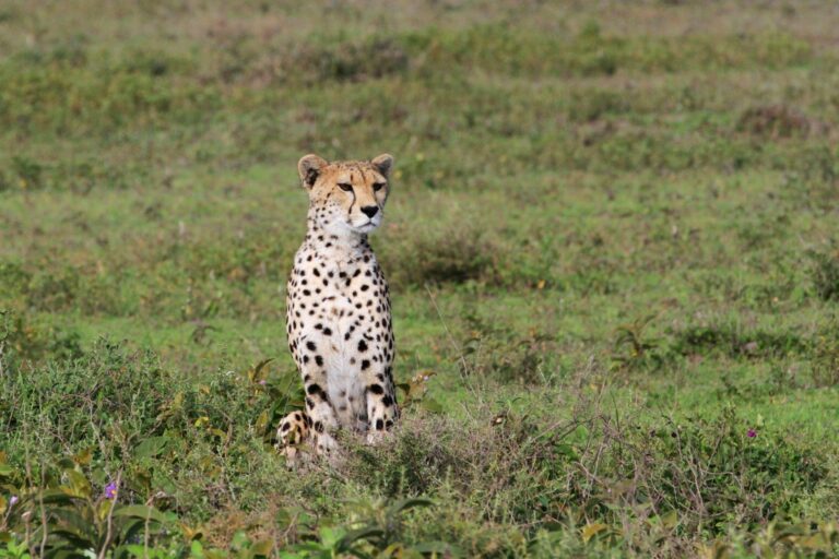 Full-Day Game Drive in Central Serengeti