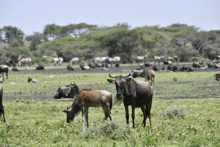 Calving Season Safari In Ndutu
