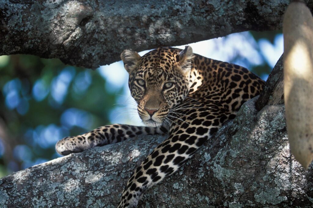 Full-Day Game Drive in Central Serengeti