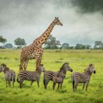 Mikumi Group Safari from Zanzibar | Fly-In Tour
