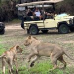 Mikumi Group Safari from Zanzibar | Fly-In Tour