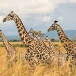 Mikumi Group Safari from Zanzibar | Fly-In Tour