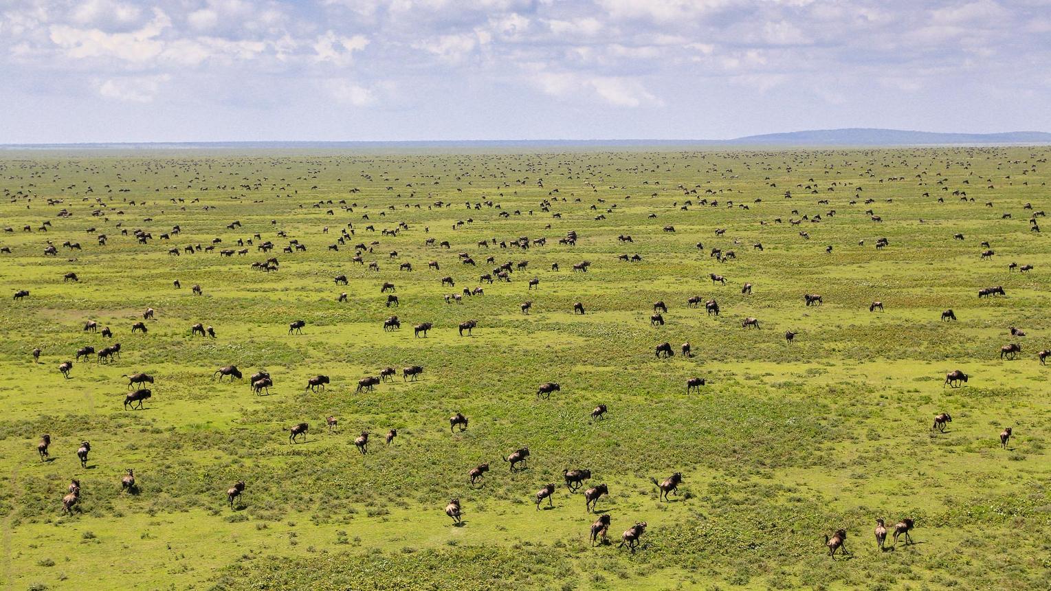 Tanzania Safari in February Wildebeest Calving Season in Ndutu and the Southern Serengeti