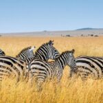 Mikumi Group Safari from Zanzibar | Fly-In Tour