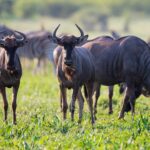 Mikumi Group Safari from Zanzibar | Fly-In Tour