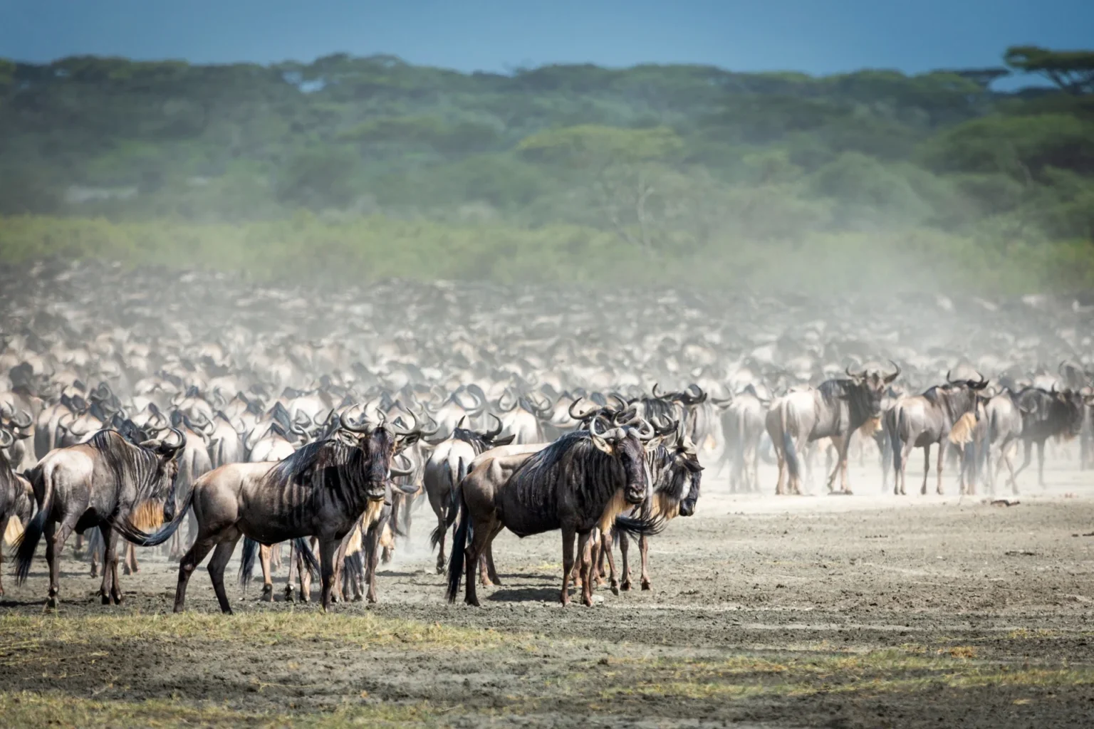 Calving Season Safari In Ndutu - 7 Days Tanzania Safaris