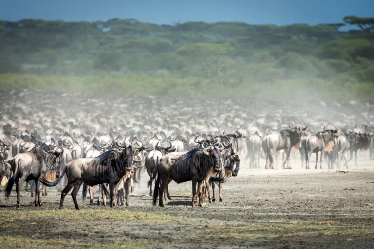 Calving Season Safari In Ndutu - 7 Days Tanzania Safaris